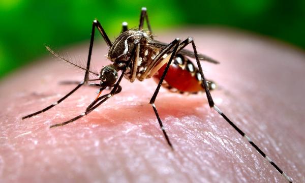 Dengue: da malattia tropicale a minaccia globale.